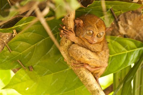 premium photo tarsier   national park  bohol island philippines