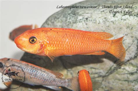 Labeotropheus Trewavasae Thumbi West Island Malawi Cichlid Fuljer