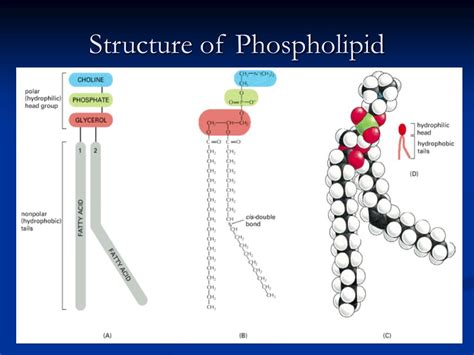 PPT - The Cell Membrane PowerPoint Presentation, free download - ID:501873