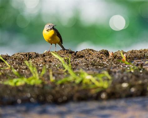 A Yellow Wagtail Along The Shoreline Of A River Stock Photo Image Of