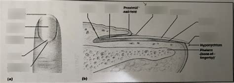 NAIL ANATOMY Diagram | Quizlet