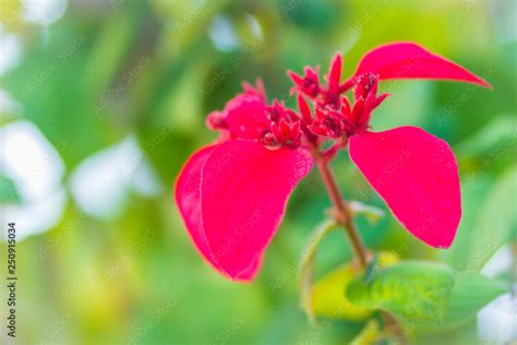 Red Ashanti Blood Flower Mussaenda Erythrophylla Green Leaves