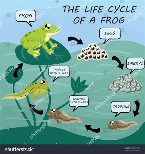 Life Cycle Of A Frog