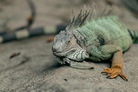 best iguana stressed naturally 3