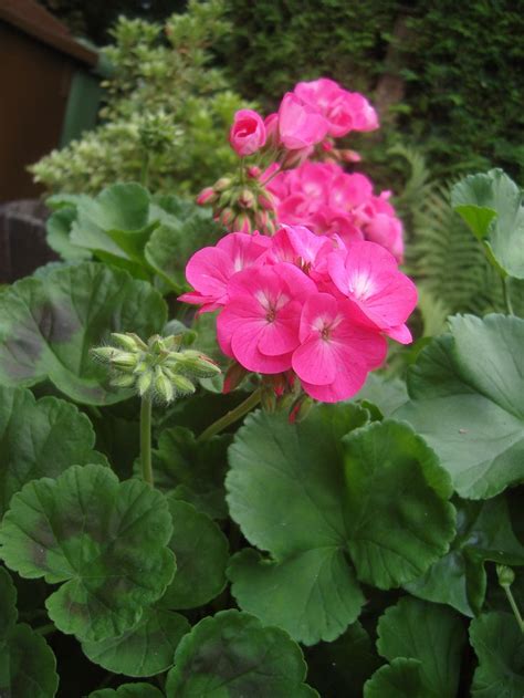 How to keep Geraniums over the winter - I have always wanted to know ...