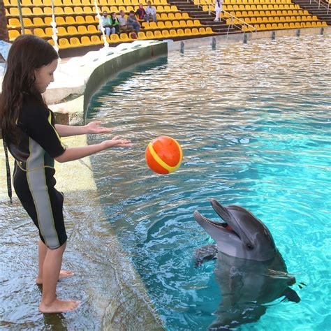 Kish Dolphin Park Kish Island Ce Quil Faut Savoir