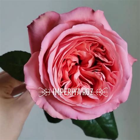 Пинк Экспрешн (Pink Expression)
