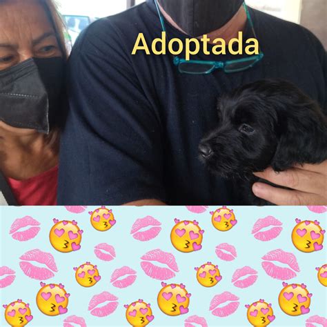 TENEMOS HOGAR ADOPCIONES CRC ÑUÑOA