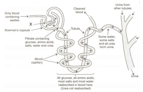 Nephron Label Diagram