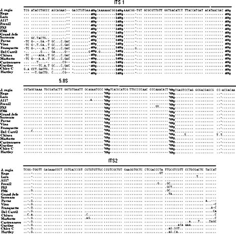 Multiple Sequence Alignment Of 18S ITS15 8S ITS228S RDNA From 18