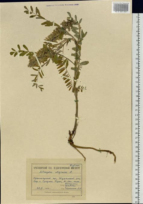 MW0101269, Astragalus uliginosus (Астрагал болотный), specimen