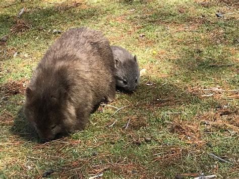 Tasmanian Wombats Roaring 40s Kayaking