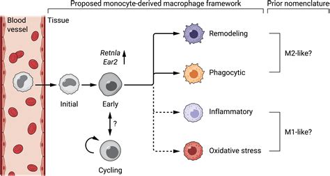 Redefining Inflammatory Macrophage Phenotypes Across Stages And Tissues