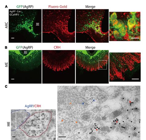 Figure 1 From A Subpopulation Of Agouti Related Peptide Neurons