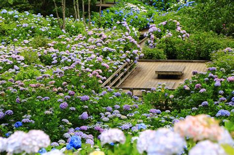 舞鶴自然文化園 紫陽花 凄すぎる「あじさいの海」 日本庭園 紫陽花 京都 庭