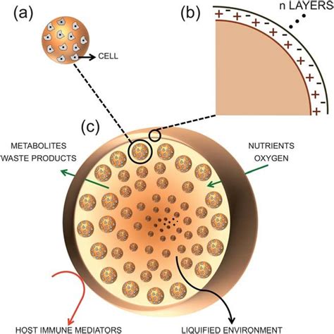 Scheme 1 A schematic representation of the organization of the proposed ...