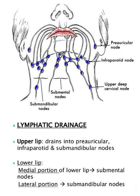 Pelvic Lymphatic Drainage