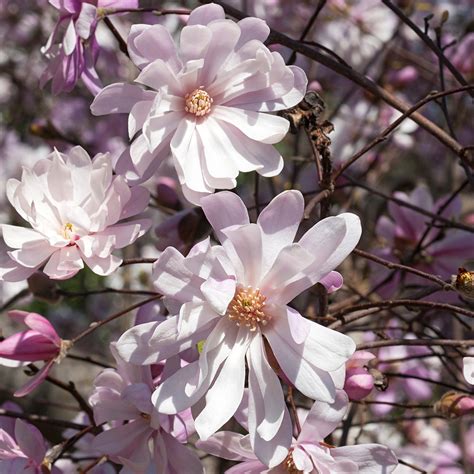 Magnolia Stellata Rosea Magnolia étoilé Aux Splendides Fleurs Rose Clair