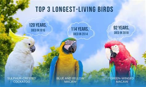 Top 8 Longest Living Birds in the World (2023 Updated)