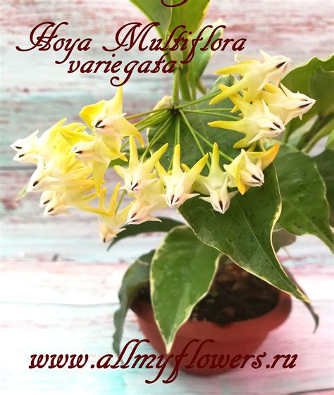 Купить хойю Hoya Multiflora Variegata на сайте All My Flowers