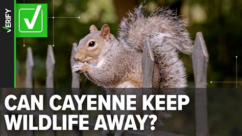 Cayenne Pepper Helps Deter Squirrels Rodents In Gardens Krem