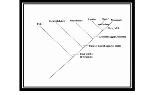 Cladogram showing the distinction between vertebrates with complex ...