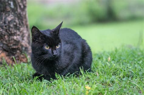 Fotos De Gatinhos Pretos - 20 Raças de gatos pretos (com FOTOS)