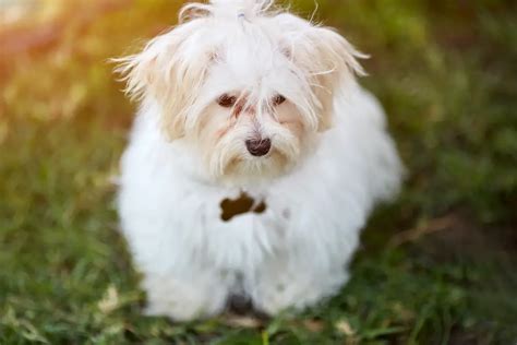 Westie and Maltese Mix: All About the Highland Maltie