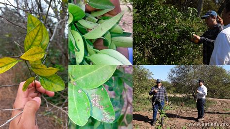 Experimenta UAT bioinsecticida para combatir el dragón amarillo