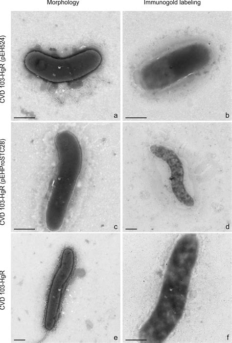 Escherichia Coli Morphology