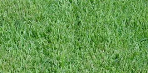 Zoysia Sod | Florida Sod Installation & Delivery | Sunshine Sod