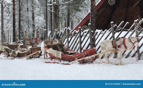 Cabalgatas De Reno En Santa Claus Village Rovaniemi Finland Foto