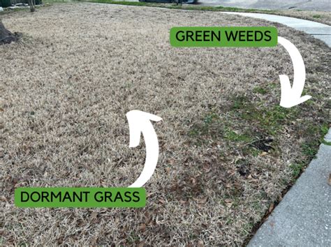 Benefits Of Year Round Lawn Fertilization In Houston