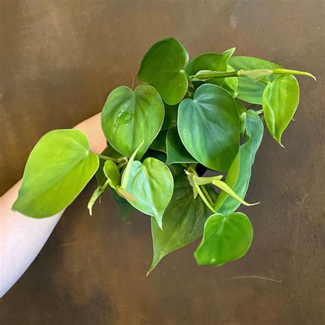 Philodendron Scandens Grow Urban