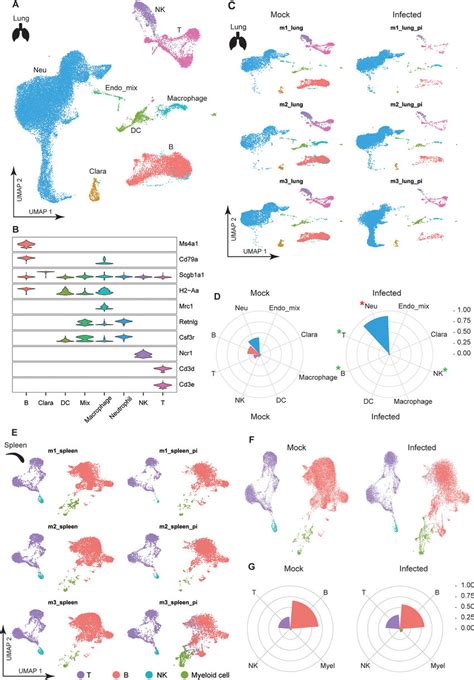 Scrna Seq Analysis Of Mouse Lung And Spleen A Overview Of The Cell