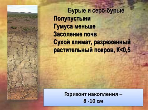 Типы почв России и их география - презентация онлайн