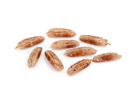 Date Palm Seeds Isolated on White Stock Image - Image of dates, islam ...