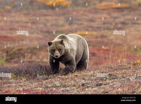 Grizzly bear in habitat Stock Photo - Alamy