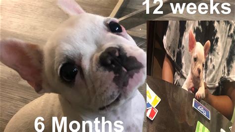 French Bulldog Growing Up From 8 Weeks To 6 Months Youtube