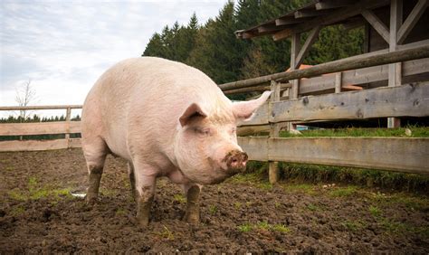 Us Researchers Are Developing Pig Human Hybrids For Organ Research