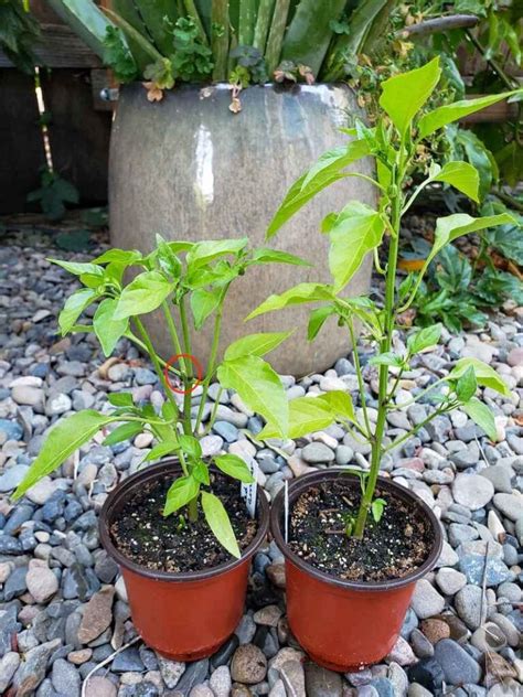 Topping Pepper Plants And Pinching Flowers For Better Harvests