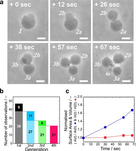 Membrane Growth And Division Of Binary Aot Chol Guvs Coupled With The