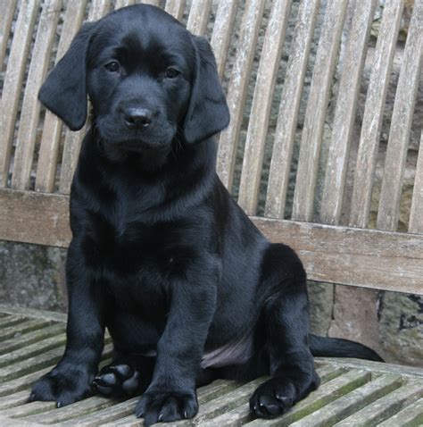 Working Labrador Puppies - Welcome to Fenway Labrador Retreivers
