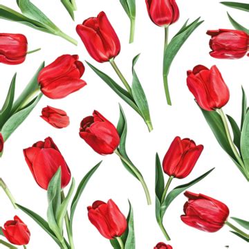 Tulip Bouquet Clipart Transparent Background Red Tulip Flower Bouquet