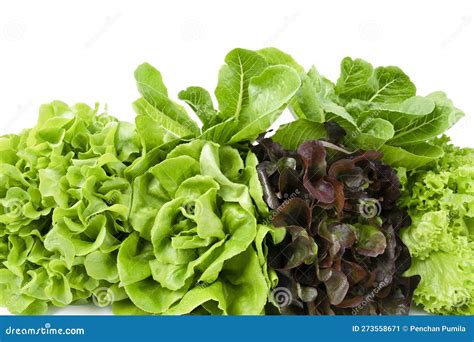 The Group Of Hydroponic Vegetables On Blue Wooden Background Green