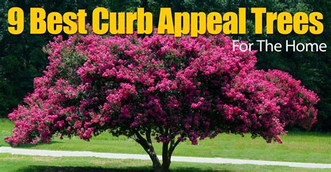 9 Best Curb Appeal Trees For The Home Landscaping Trees Trees For Front Yard Garden Shrubs