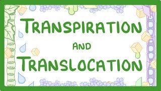 GCSE Biology - Transport in plants - Translocation (Phl... | Doovi