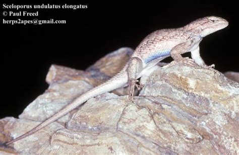 Sceloporus Undulatus The Reptile Database