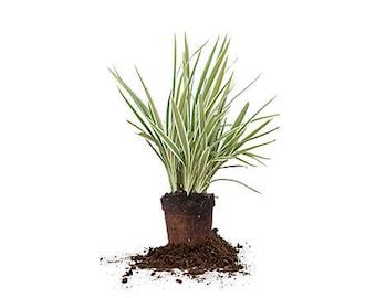 Dianella Tasmanica Variegata 1 Gallon Pot Spend 35 Dollars Or More For