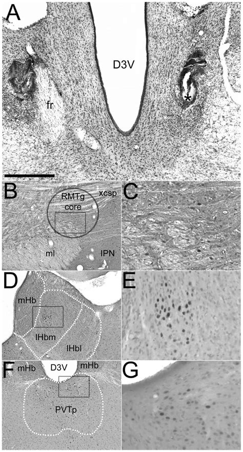 Representative Photomicrographs Illustrating The Effects Of